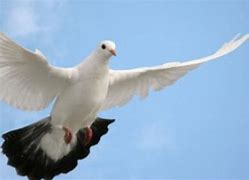 Burung Merpati Mencapai Tahap Dewasa Setelah Berusia Titik Titik Bulan